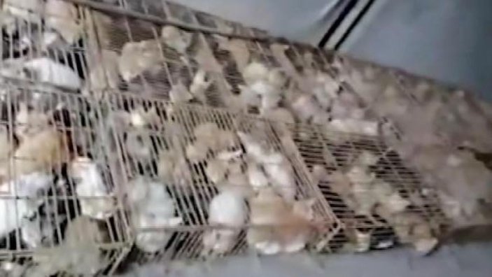 Çin’de “yemek” için tutulan 700 kedi kurtarıldı -3