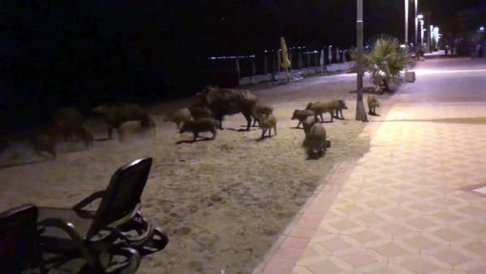 Marmaris'te domuzların sahile indiği anlar kamerada -2