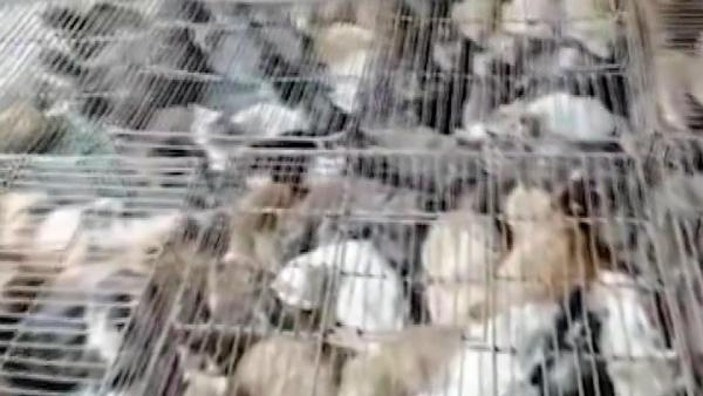 Çin’de “yemek” için tutulan 700 kedi kurtarıldı -2