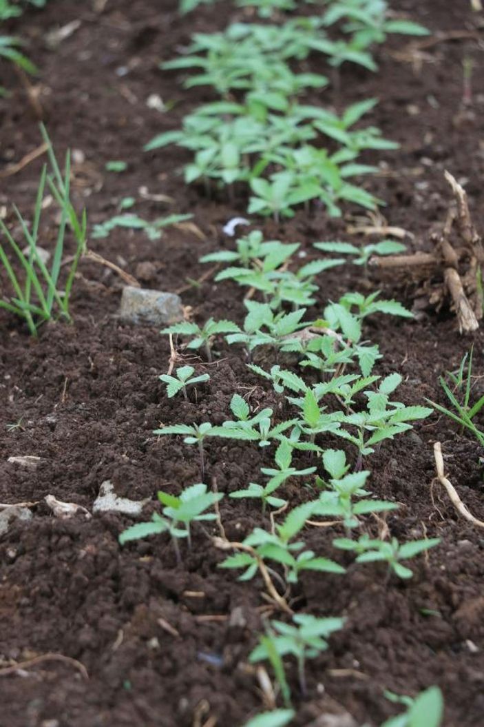 Kenevirde 2 yeni tür tohum üretildi -6