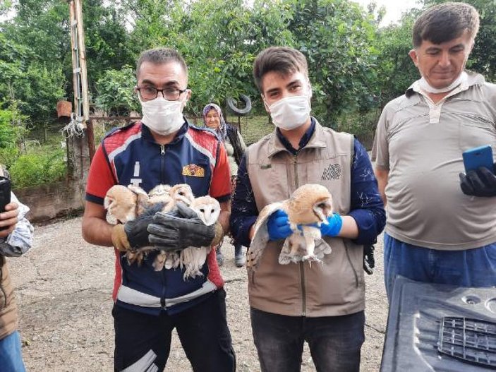 Zonguldak'ta boşluğa düşen yavru baykuşlar kurtarıldı