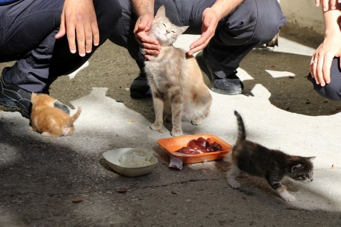 Karakolda doğum yapan kedi ve yavrularına polislerden şefkat eli -2