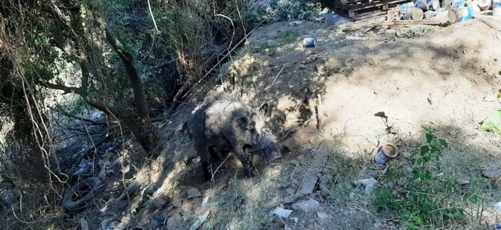 Bodrum'da tuzağa yakalanan domuz, ölüme terk edildi