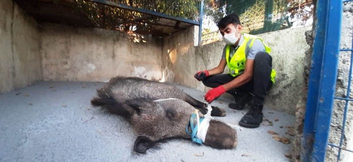 Bodrum'da tuzağa yakalanan domuz, ölüme terk edildi