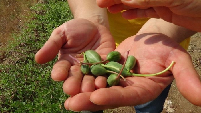 Antalya'da değersiz diye sökülen bitkinin kilosu 2,5 euro