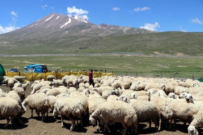 4 bin lira maaşla çalıştıracak çoban bulamıyorlar -7