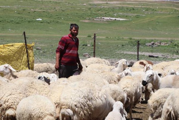 4 bin lira maaşla çalıştıracak çoban bulamıyorlar -1