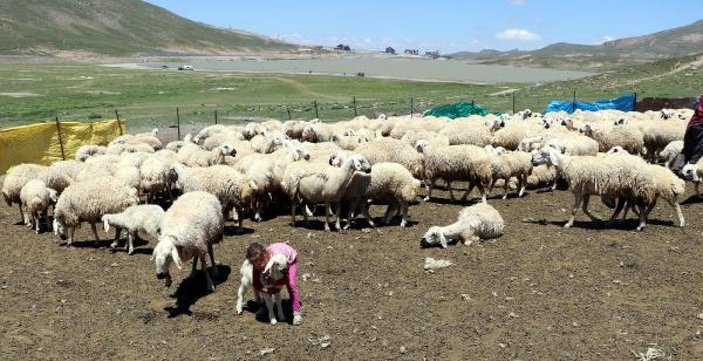 4 bin lira maaşla çalıştıracak çoban bulamıyorlar -5