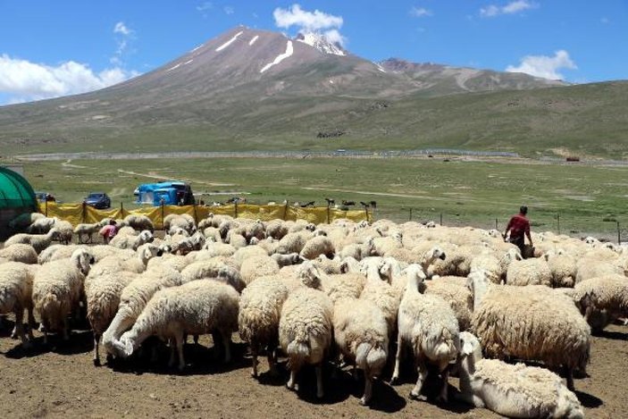 4 bin lira maaşla çalıştıracak çoban bulamıyorlar -8
