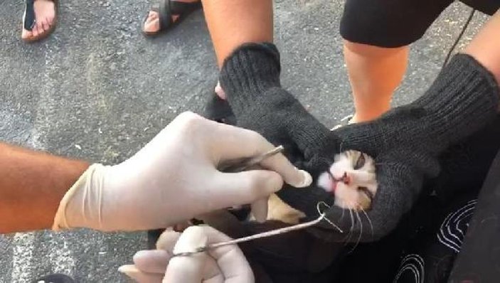 Zeytinburnu'nda ağzına olta kancası takılan kediyi böyle kurtardı -4