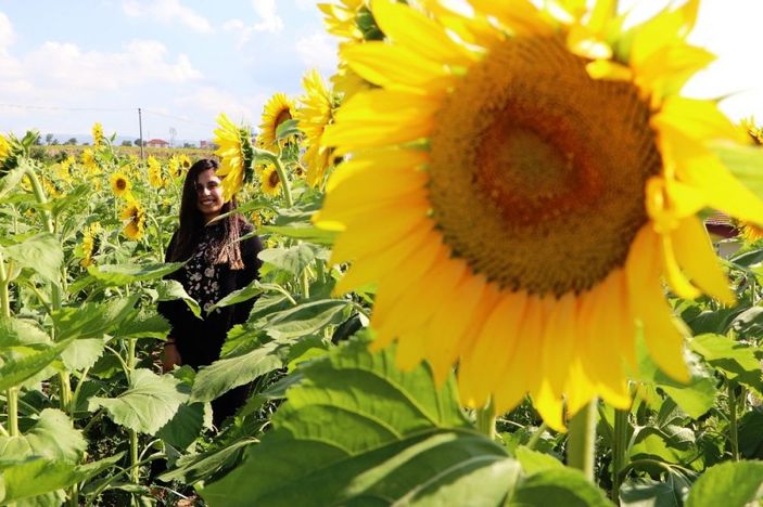 Ayçiçeği şöleni -6