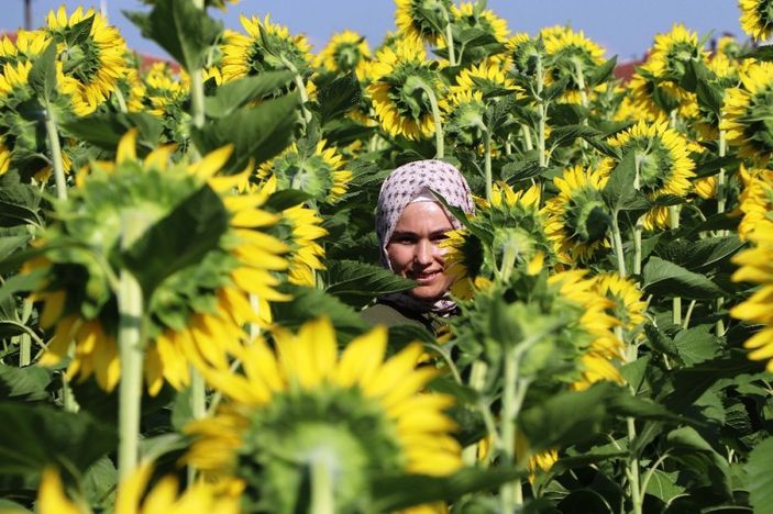 Ayçiçeği şöleni -1