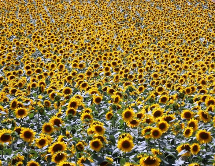 Ayçiçeği şöleni -2