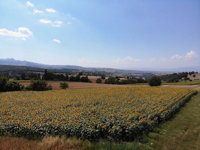 Ayçiçeği şöleni -4