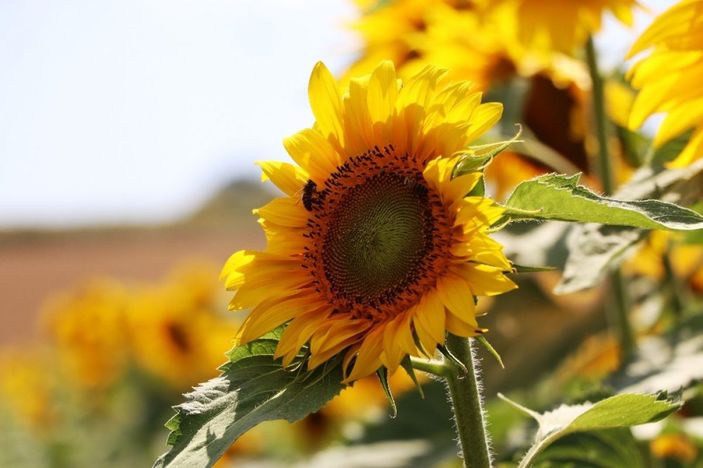 Ayçiçeği şöleni -5