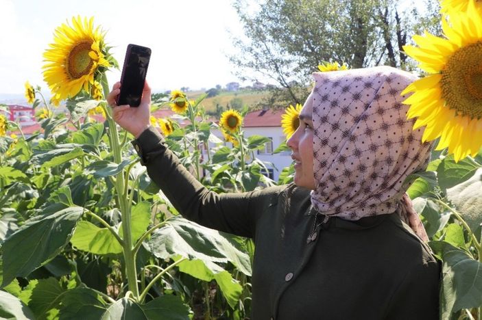 Ayçiçeği şöleni -3