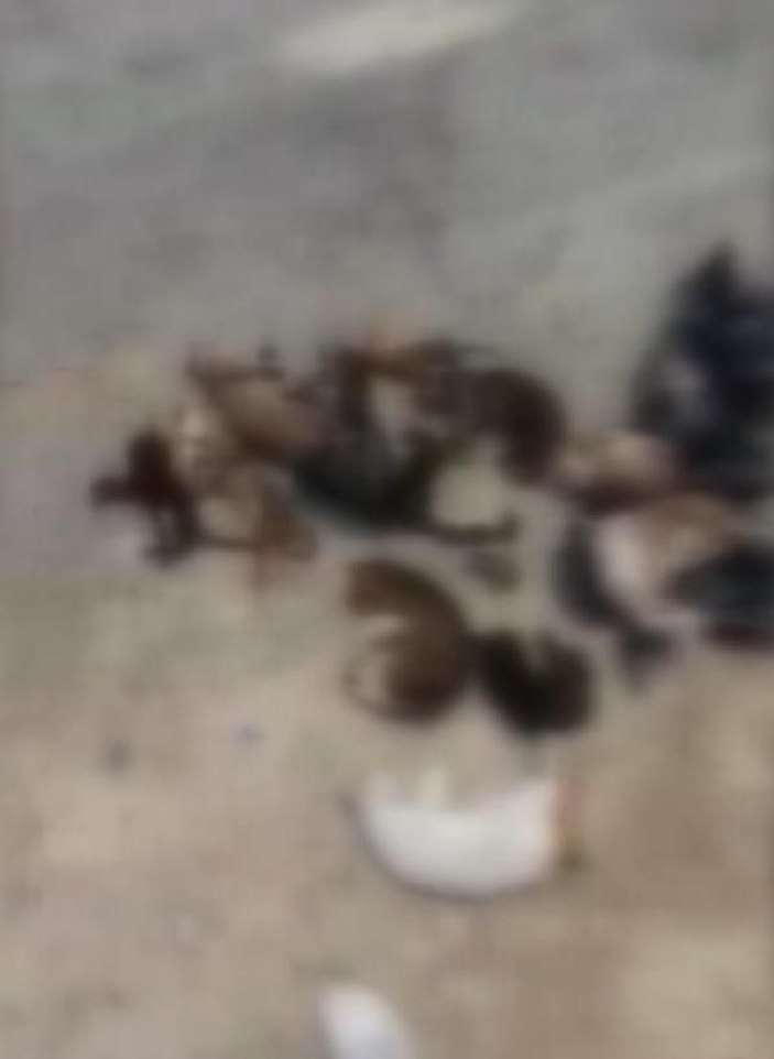 Küçükçekmece'de çöp konteynerinde 16 kedi ölüsü bulundu -1