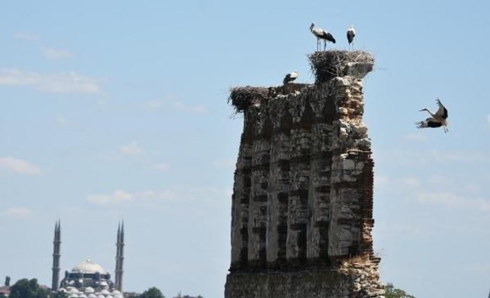 Edirne'de tarihi binalar leyleklerin yuvası oldu -7