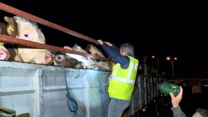 Kurbanlık hayvanlar İstanbul'a girmeye başladı