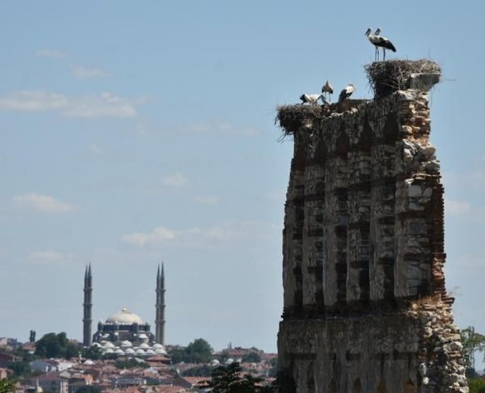 Edirne'de tarihi binalar leyleklerin yuvası oldu -1