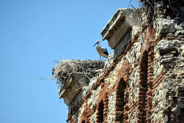 Edirne'de tarihi binalar leyleklerin yuvası oldu -9