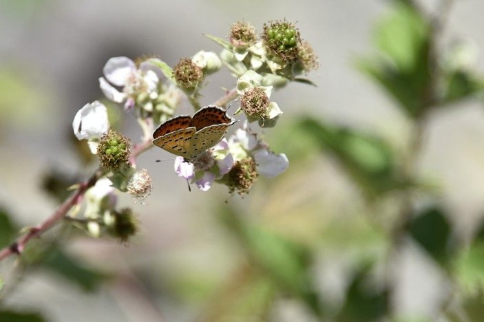 Türkiye'nin zengin kelebek florası tehdit altında