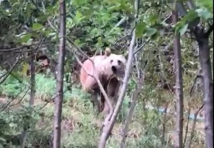 Gümüşhane’de mahallelere inen ayılar korkutuyor -9