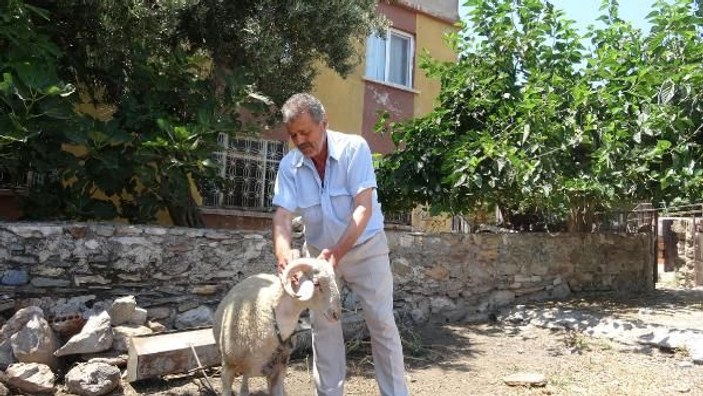 Koyunları, köpeklerce telef edilen mahalleli tedirgin -1