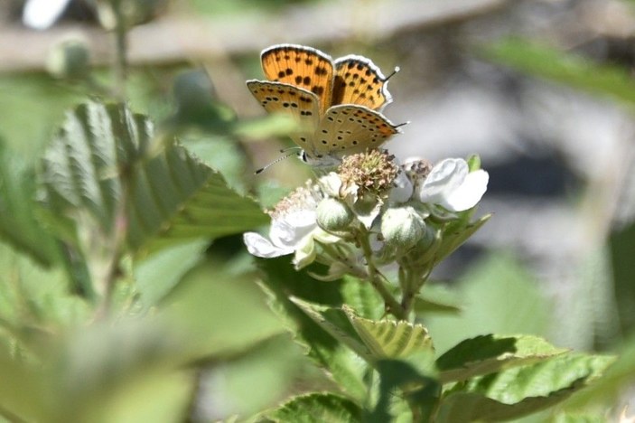 Türkiye'nin zengin kelebek florası tehdit altında