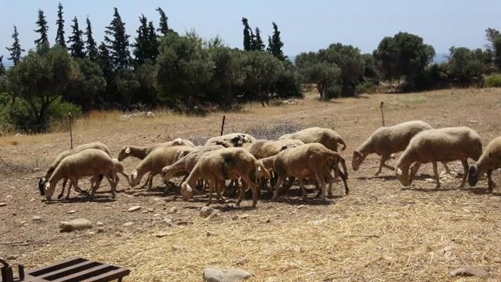 Koyunları, köpeklerce telef edilen mahalleli tedirgin -10