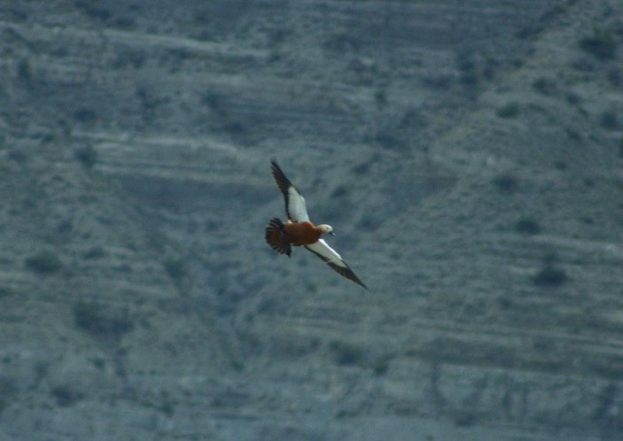 Eşlerine sadakati ile bilinen Angut kuşları Erzurum’da görüntülendi -6