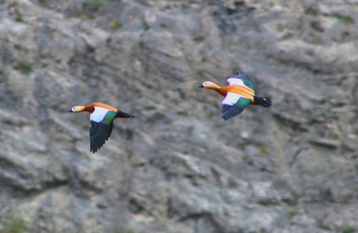 Eşlerine sadakati ile bilinen Angut kuşları Erzurum’da görüntülendi -1