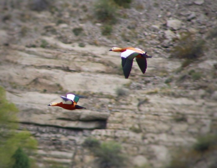 Eşlerine sadakati ile bilinen Angut kuşları Erzurum’da görüntülendi -4