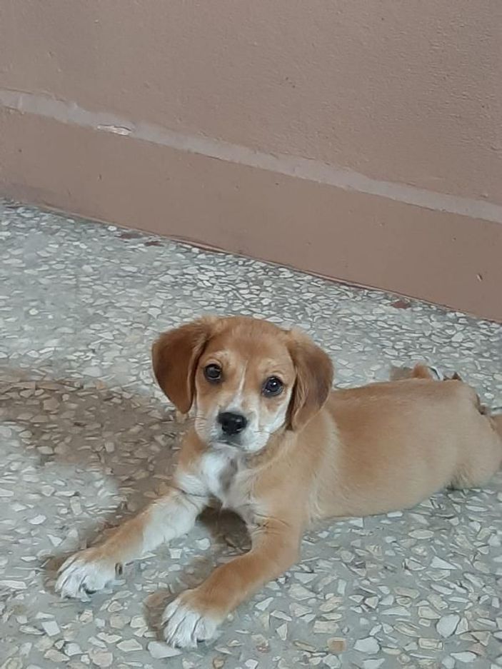 Genç kızın doğum günü hediyesi yavru köpeği çalan hırsız güvenlik kamerasında -5