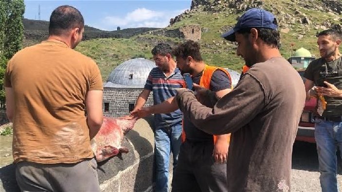 Kars'ta iki kardeş dev yayın balığı yakaladı -2