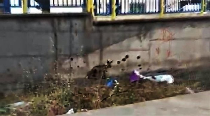 Diyarbakır'da yavru tilkiler kente indi