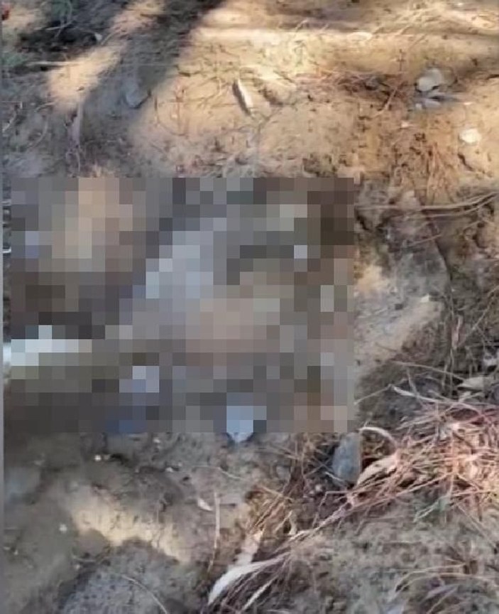 Emekli albayın öldürdüğü öne sürülen köpek, kumsalda gömülü bulundu -4