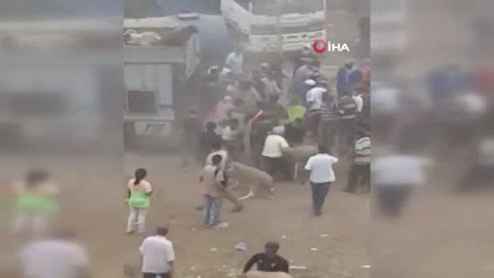 Fas’ta kurban pazarı karıştı, 20 kişi gözaltına alındı -1