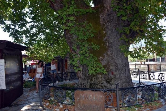 Tarihi çınar ağacı, 650 nüfuslu mahallenin ekonomisine katkı sağlıyor -4