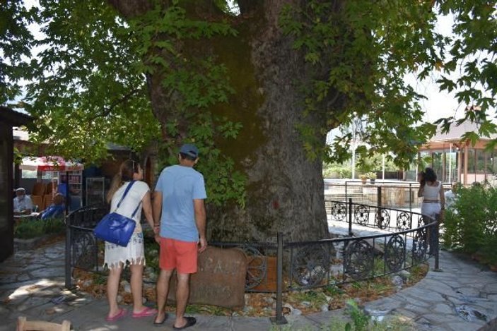 Tarihi çınar ağacı, 650 nüfuslu mahallenin ekonomisine katkı sağlıyor -5