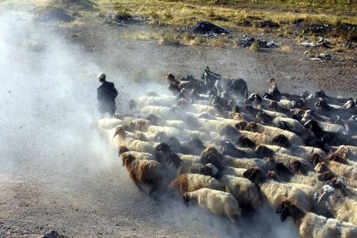 Bitlis’te koyunların tozlu ve zorlu yolculuğu -9