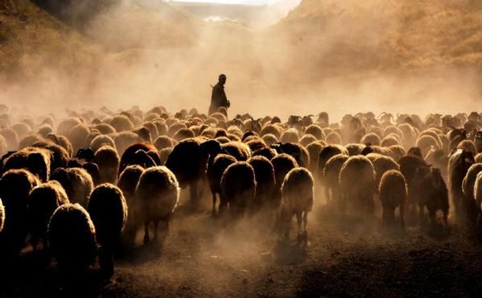 Bitlis’te koyunların tozlu ve zorlu yolculuğu -1