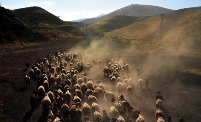 Bitlis’te koyunların tozlu ve zorlu yolculuğu -5