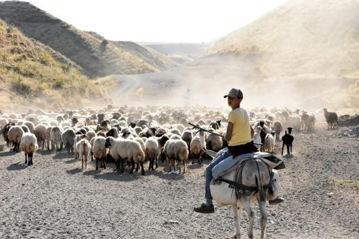 Bitlis’te koyunların tozlu ve zorlu yolculuğu -8