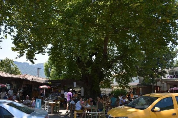 Tarihi çınar ağacı, 650 nüfuslu mahallenin ekonomisine katkı sağlıyor -3