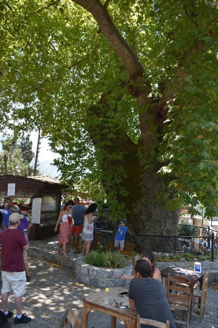 Tarihi çınar ağacı, 650 nüfuslu mahallenin ekonomisine katkı sağlıyor -6