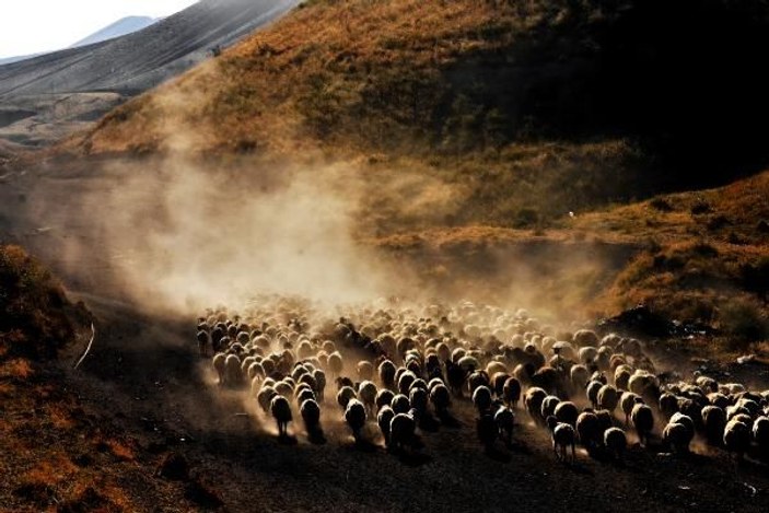 Bitlis’te koyunların tozlu ve zorlu yolculuğu -7