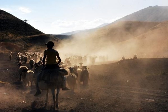 Bitlis’te koyunların tozlu ve zorlu yolculuğu -2