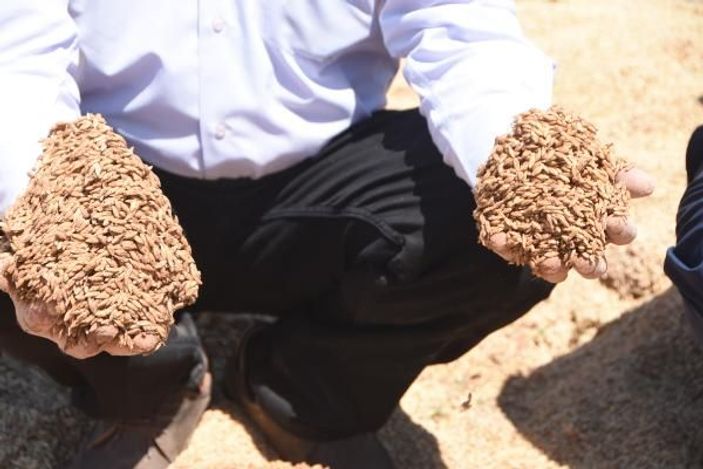 D Bir hafta arayla iki kez dolunun vurduğu köyde, mahsulü sel götürdü -2