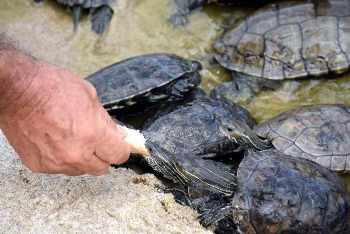 Edirne'de tatilciler kaplumbağaları elleriyle besliyor -6